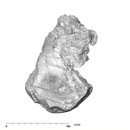 SK 47 Paranthropus robustus cranium superior