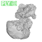 SK 47 Paranthropus robustus cranium ply
