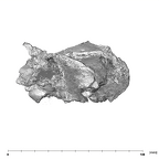 SK 47 Paranthropus robustus left temporal anterior
