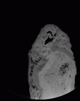 SK 47 Paranthropus robustus left temporal gif