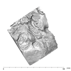 SK 47 Paranthropus robustus left temporal inferior
