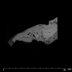 SK 47 Paranthropus robustus left temporal internal