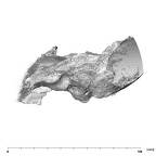 SK 47 Paranthropus robustus left temporal lateral left
