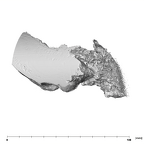 SK 47 Paranthropus robustus left temporal lateral right