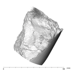 SK 47 Paranthropus robustus left temporal superior