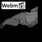 SK 47 Paranthropus robustus left temporal ct stack movie