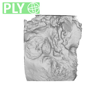 SK 47 Paranthropus robustus left temporal ply