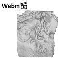 SK 47 Paranthropus robustus left temporal ply movie