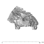 SK 47 Paranthropus robustus maxilla anterior