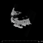 SK 47 Paranthropus robustus maxilla internal
