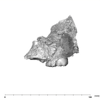 SK 47 Paranthropus robustus maxilla lateral left