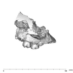 SK 47 Paranthropus robustus maxilla lateral right