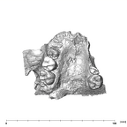 SK 47 P. robustus maxilla