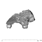SK 47 Paranthropus robustus maxilla posterior