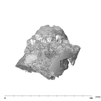 SK 47 Paranthropus robustus maxilla superior