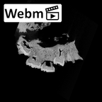 SK 47 Paranthropus robustus maxilla ct stack movie