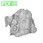 SK 47 Paranthropus robustus maxilla ply