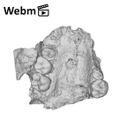 SK 47 Paranthropus robustus maxilla ply movie