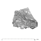 SK 47 Paranthropus robustus right temporal anterior