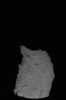 SK 47 Paranthropus robustus right temporal gif