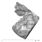 SK 47 Paranthropus robustus right temporal inferior