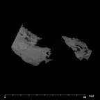 SK 47 Paranthropus robustus right temporal internal