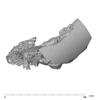 SK 47 Paranthropus robustus right temporal lateral left