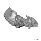 SK 47 P. robustus right temporal