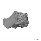 SK 47 Paranthropus robustus right temporal posterior