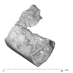 SK 47 Paranthropus robustus right temporal superior