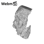 SK 47 Paranthropus robustus right temporal ply movie