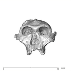 SK 48.SKW 7 Paranthropus robustus cranium anterior