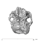 SK 48.SKW 7 Paranthropus robustus cranium inferior