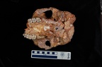 SK 48.SKW 7 Paranthropus robustus cranium inferior 1 photo