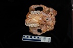 SK 48.SKW 7 Paranthropus robustus cranium inferior 2 photo
