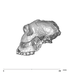 SK 48.SKW 7 Paranthropus robustus cranium lateral left