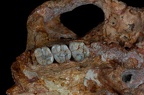SK 48.SKW 7 Paranthropus robustus cranium maxilla left photo