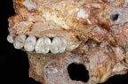 SK 48.SKW 7 Paranthropus robustus cranium maxilla right photo