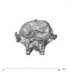 SK 48.SKW 7 Paranthropus robustus cranium posterior