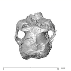 SK 48.SKW 7 Paranthropus robustus cranium superior