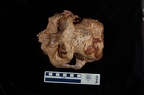 SK 48.SKW 7 Paranthropus robustus cranium superior photo