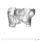 SK 48.SKW 7 Paranthropus robustus maxilla anterior