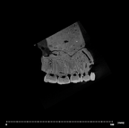 SK 48.SKW 7 Paranthropus robustus maxilla internal