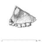 SK 48.SKW 7 Paranthropus robustus maxilla lateral left