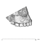 SK 48.SKW 7 Paranthropus robustus maxilla lateral right