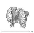 SK 48 + SKW 7 P. robustus maxilla