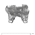 SK 48.SKW 7 Paranthropus robustus maxilla posterior