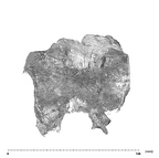 SK 48.SKW 7 Paranthropus robustus maxilla superior