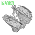SK 48.SKW 7 Paranthropus robustus maxilla ply