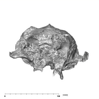 SK 48 Paranthropus robustus temporals anterior